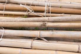 Bamboo clums dry